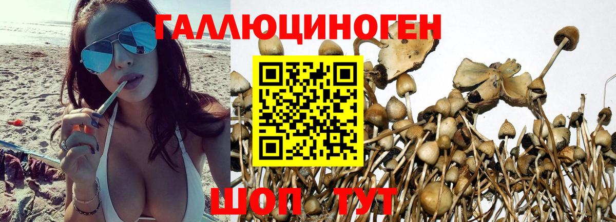 Галлюциногенные грибы Psilocybine cubensis Лесозаводск